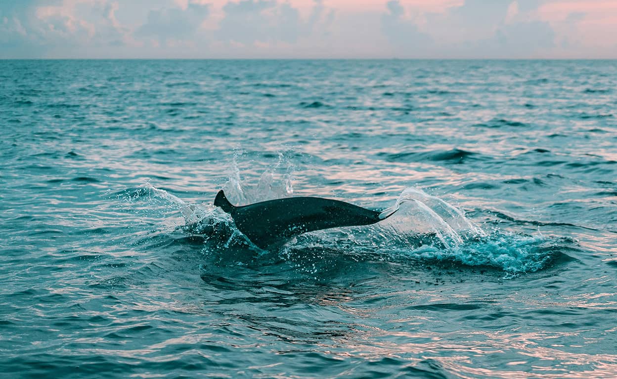 Activités en mer